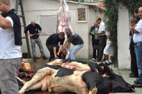 جمعية يافا للاغاثة الانسانية تطلق حملة جمع الاشتراكات لمشروع احياء سنة الاضاحي